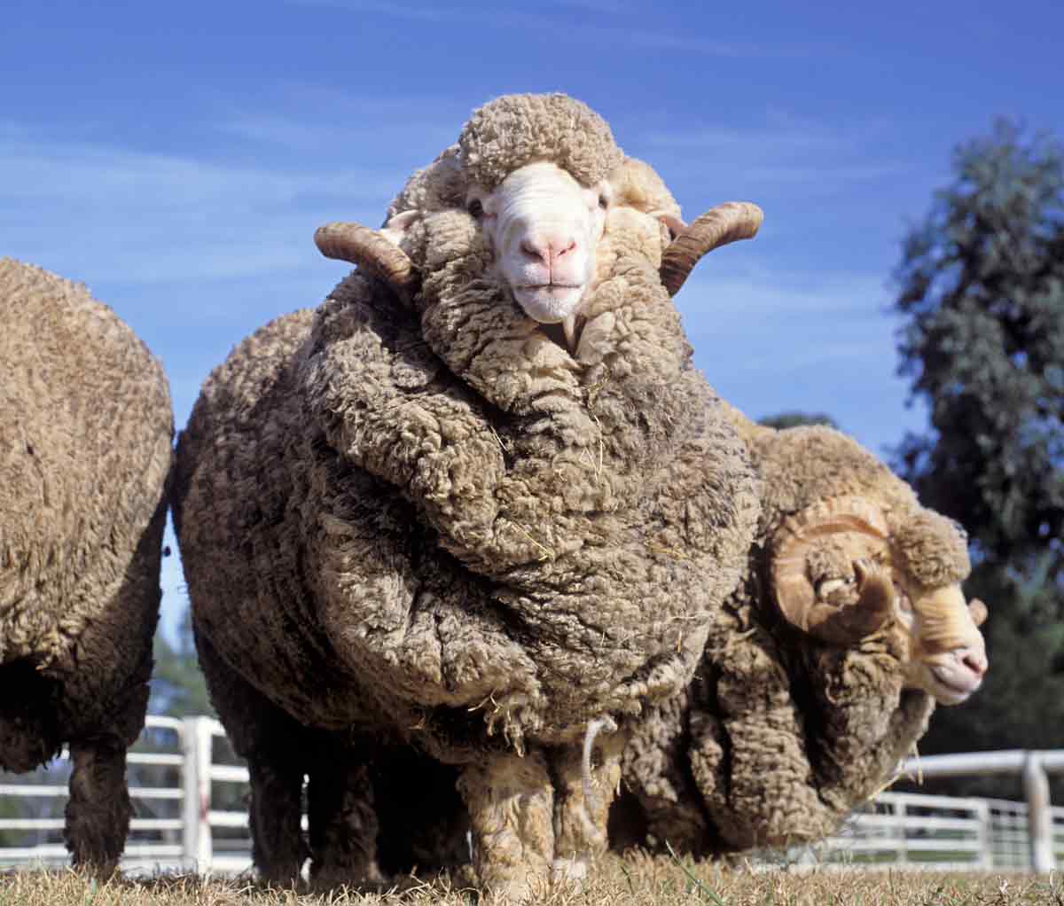 Merino-sau med tykk ull